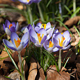 Крокус Ботанический Sativus