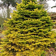 Пихта нордмана Golden Spreader