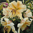 Лилия ОТ-гибрид Сантини