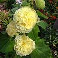 Мальва (Шток-роза) розовая Pleniflora yellow