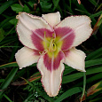 Лилейник гибридный Chicago Picotee