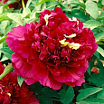 Пион древовидный Fragrant Champion Пион древовидный Fragrant Champion
