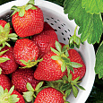 Земляника садовая Сонсейшн