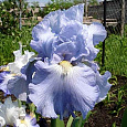 Ирис германский Babbeling Brooke