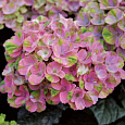 Гортензия крупнолистовая Мэджикал Корал