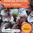 Живучка ползучая Браун Хетс