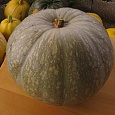 Тыква крупноплодная Заславия