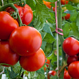 Томат Ангел F1