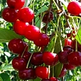 Вишня обыкновенная Шубинка Вишня обыкновенная Шубинка