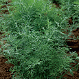 Укроп Геркулес