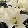Лилия ЛА-гибрид Бах