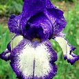 Ирис германский Going my Way