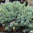 Ель голубая Blue Kissen