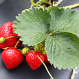 Земляника садовая Элеганс Земляника садовая Элеганс