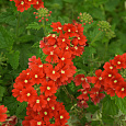 Вербена гибридная Красная с глазком