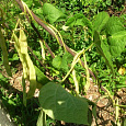 Фасоль овощная Мелодия