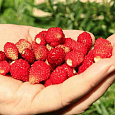 Земляника садовая Золушка Земляника садовая Золушка