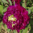 Пион древовидный Fragrant Champion Пион древовидный Fragrant Champion
