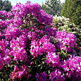 Азалия японская Пурпуртраум