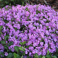 Флокс шиловидный Пёпл Бьюти