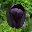 Тюльпан Триумф Queen of Night Тюльпан Триумф Queen of Night