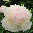Пион молочноцветковый Fairy's Petticoat Пион молочноцветковый Fairy's Petticoat