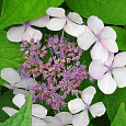 Гортензия пильчатая Rosalba Гортензия пильчатая Rosalba