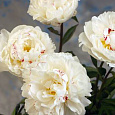 Пион молочноцветковый Boule de Neige Пион молочноцветковый Boule de Neige