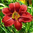 Лилейник гибридный Red