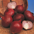 Лук репчатый Ред Барон Лук репчатый Ред Барон