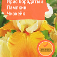 Ирис бородатый Пампкин Чизкейк