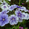 Аубриета (Обриета) дельтовидная Florado Blue Blush Bicolor