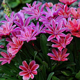 Левизия длиннолепестковая Plum