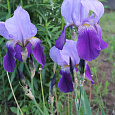 Ирис сибирский Flight Of Butterflies