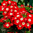 Вербена гибридная Красная с глазком
