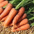 Морковь  Миникор