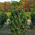 Падуб Мезерва Heckenpracht Падуб Мезерва Heckenpracht