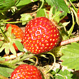 Земляника садовая Кокинская ранняя Земляника садовая Кокинская ранняя