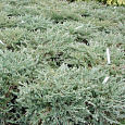 Можжевельник горизонтальный Yukon Belle