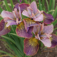 Ирис сибирский Анбаттонд Зипперз