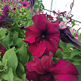 Петуния грандифлора Эспрессо Грандэ Парпл