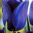 Тюльпан Триумф Blue Amaible Тюльпан Триумф Blue Amaible