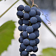 Виноград культурный Северный сладкий