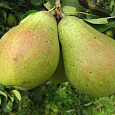 Груша плодовая Память Жегалова