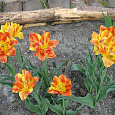 Тюльпан Махровый Monte Flame Тюльпан Махровый Monte Flame